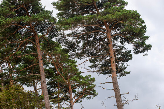 pine trees on wind