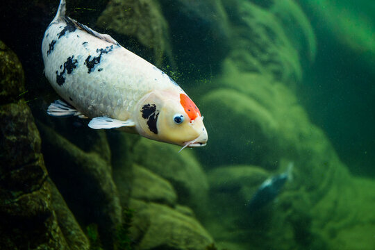 Koi carp swimming in green pond water