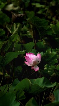Vertical natural background of a pink lotus flower blooming among dark green leaves, creating a calm, elegant and serene botanical scene.