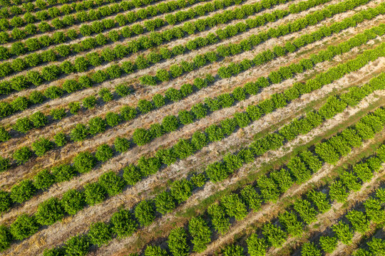 Aerial View of Citrus Orchard with Parallel Tree Rows