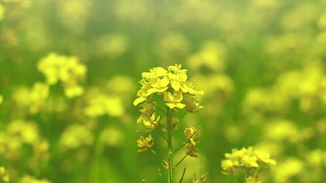 菜の花畑　春イメージ