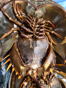 Upside down horseshoe crab with dark glossy armored shell, segmented body