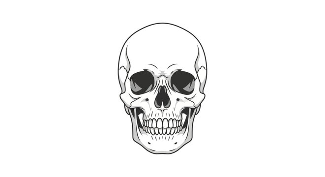 Human Skull Illustration Closeup View.