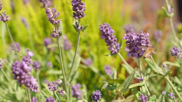 4K Bee Collecting Nectar from Blooming Purple Lavender Flowers in Sunlit Garden Slow Motion Macro Footage