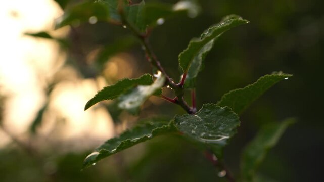 Macro close-up 4K Green Plant Leaves with Glistening Water Droplets Soft Diffused Light Blurred Nature Bokeh Background Refreshing Hydration Concept
