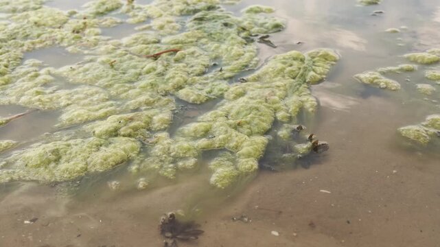 Green Algae Bloom in Murky Shallow Water Close-up 4K Floating Foamy Algal Growth