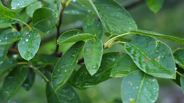 Close-up 4K Macro Wet Green Leaves Branch Water Droplets Refreshing Nature Organic Hydration Garden Foliage