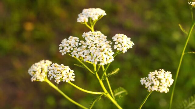 4K White Yarrow Flowers Swaying in Meadow Gentle Breeze Soft Sunlight Nature Motion Background B-Roll