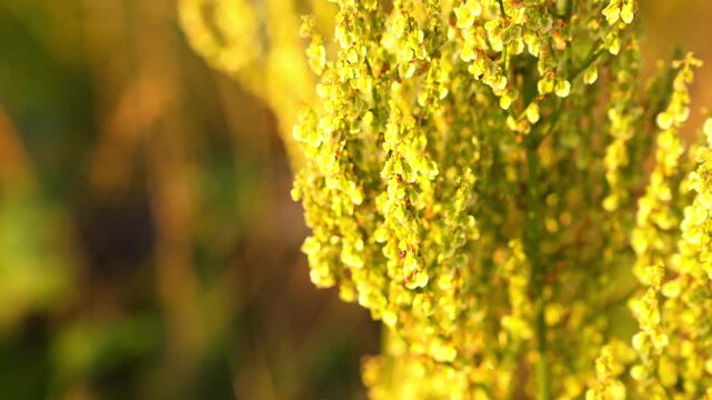 Yellow Blossoms on Plant Outdoor Sunlight Golden Hour Bokeh Slow Zoom Out 4K Footage