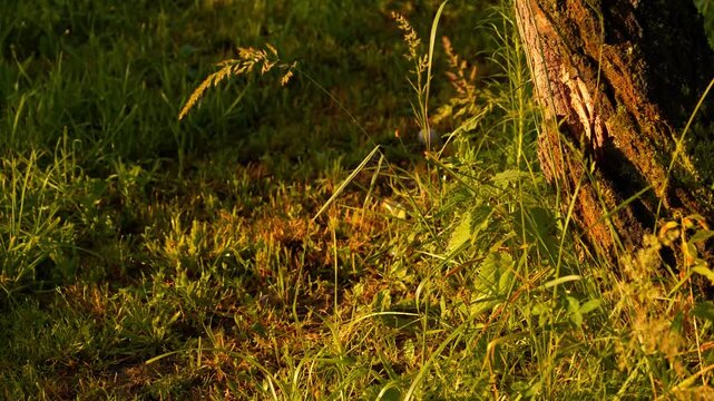 Close-up Swaying Lush Green Grass and Wildflowers Sunlit Park Nature Background with Tree Bark Gentle Breeze 4K Footage Video