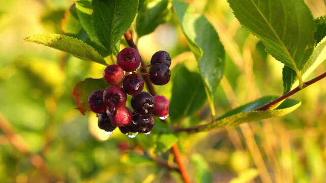 4K Aronia Berries Cluster Slow Motion Dewdrops Glisten on Ripe Purple Fruit Golden Hour Sunlight Natural Garden Bokeh Background Organic Harvest