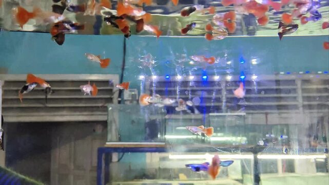 A group of colorful fancy guppy fish (Poecilia reticulata) swimming vibrant red, orange, and blue tails inside an aquarium with gravel, green aquatic plants, and LED tank lights.
