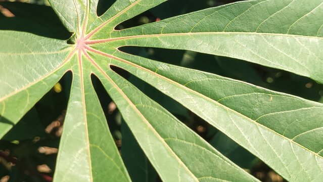 Close up cassava leaf veins