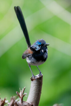 Male Red-winged fairy wren on a branch in Margaret River