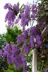 Obraz premium Beautiful shot showing a lush blooming purple wreath Petrea volubilis climbing vine hanging over a white garden arch with a rustic vintage lantern in a home garden in Da Lat, Vietnam.