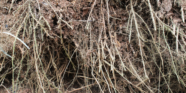 the structure of tree roots that intertwine, tangle, and hang down beneath the exposed soil layer