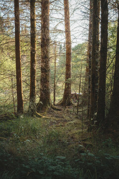 Late Light Woodland Scenes with Cobwebs at Bakethin Nature Reserve, Kielder, Northumberland &ndash; July 2026
