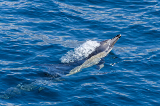 A common dolphin breaking the water coming up for air in the Atlantic ocean in front of the coast of Funchal, Madeira