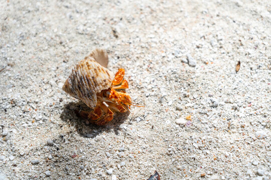 Hermit crab on a white sand beach in Maupiti, French Polynesia