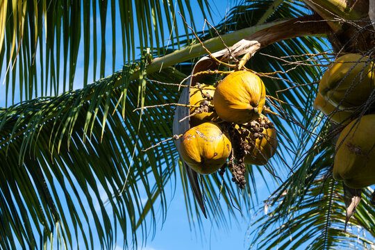 Close-up of ripe coconuts on a palm tree in Nuku Hiva, Marquesas, French Polynesia