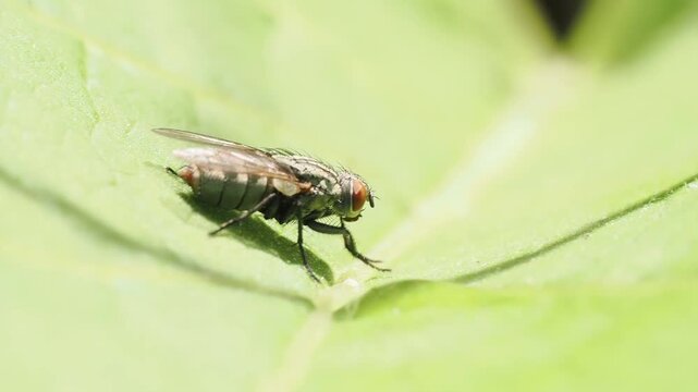 Mouche &agrave; damier Sarcophagidae indet. se d&eacute;pla&ccedil;ant sur une feuille verte en macro &ndash; gros plan d'un dipt&egrave;re de la famille des Sarcophagidae