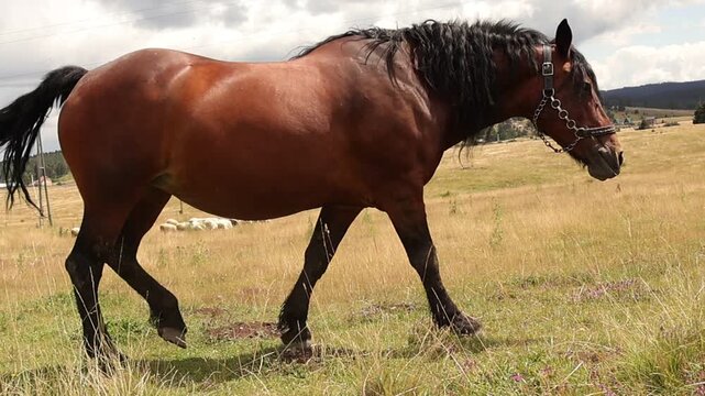 Brown horse slowly grazing across a dry grassy meadow in peaceful countryside. Natural equine behavior in a rural pasture with warm light, open landscape and authentic agricultural setting.