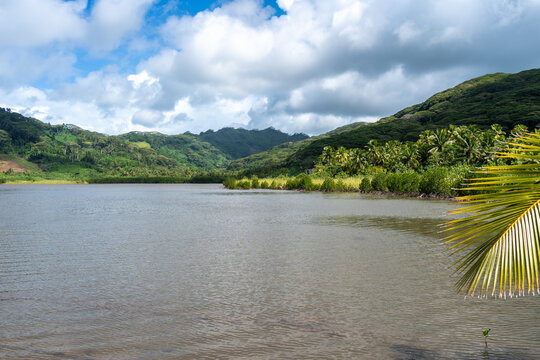 Mangrove on the Coast of Tahaa Island, French Polynesia