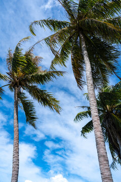 Coconut Trees on Tahaa Island, French Polynesia