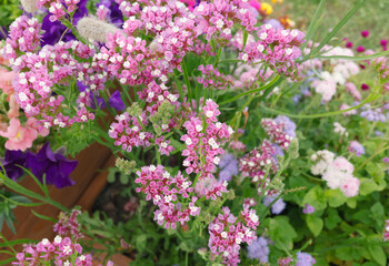 Obraz premium Pink limonium sinuatum flowers blooming in summer garden. Fresh statice blossom plant close up view. Decorative backyard floral background.