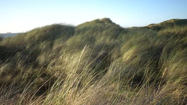 Hirtshals, Denmark A North Sea beach and dune landscape with grasses at sunset.  