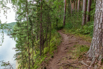 Fototapeta premium Dirt hiking trail winding through a dense pine forest beside a calm lake, tall trees with rough bark and green foliage, mossy ground cover and scattered fallen branches, natural wilderness scene.