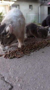 Several hungry kittens gather outdoors to eat dry cat food as they peacefully feed together on a concrete surface, showcasing natural feeding behavior in a quiet backyard setting.