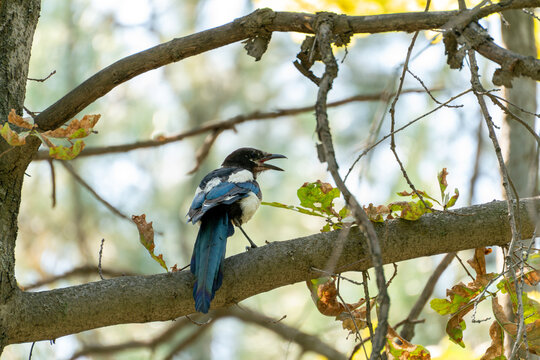 A young fledgling Eurasian magpie (Pica pica) perched on a tree branch in the forest, opening its beak wide to cool down and breathe during a hot summer day.