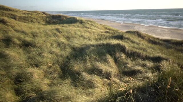 Hirtshals, Denmark A North Sea beach and dune landscape with grasses at sunset.  