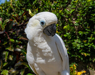 Cacatoès huppé jaune, Bali, Indonésie © JJfoto