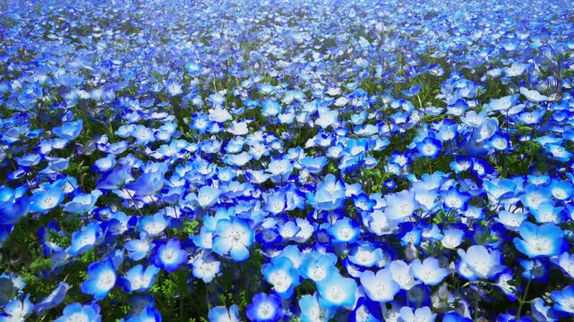 ネモフィラの花畑　春イメージ
