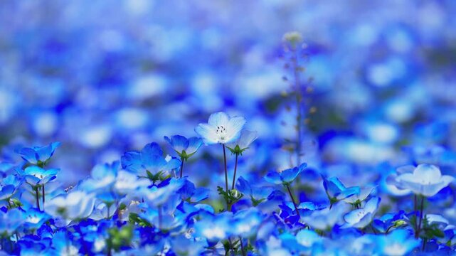 ネモフィラの花畑　春イメージ
