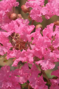 Vertical macro close-up of blooming pink crepe myrtle flowers with delicate petals and natural detail. Botanical, ornamental garden, floral, and springtime concept