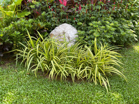 Tropical Garden Ideas : Create a low-maintenance paradise with a vibrant mix of colorful foliage.