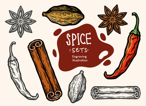 Spice collection with cinnamon, chili, star anise and cardamom, hand drawn engraving illustration, culinary vector set