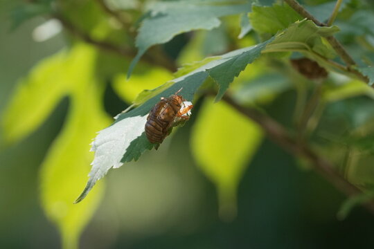 Close-up of a Cicada Shell on a Leaf