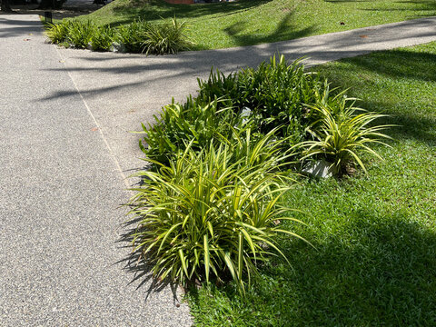 Tropical Garden Ideas : Create a low-maintenance paradise with a vibrant mix of colorful foliage.