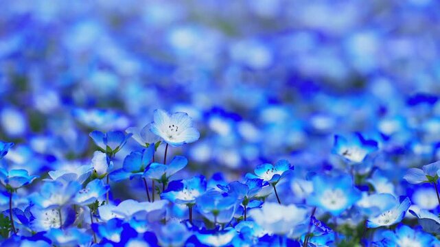 ネモフィラの花畑　春イメージ
