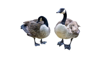Pair of Canada geese standing isolated on transparent background PNG © gunungkawi