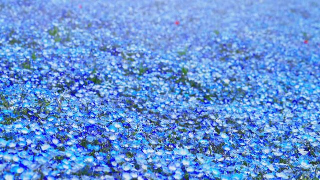 ネモフィラの花畑　春イメージ

