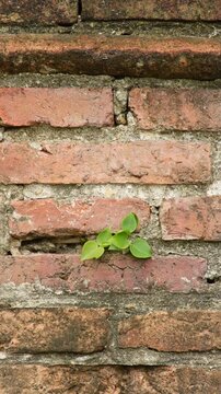Vertical rustic background of an old brick wall with small green plants climbing from both sides, creating a warm natural contrast and textured visual appeal.
