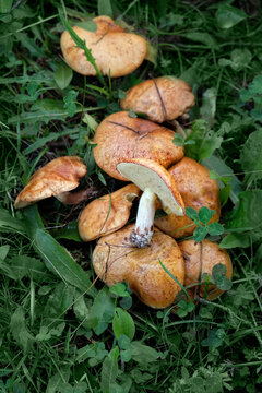 edible mushrooms of yellow boletus, suillus tridentinus (family Boletaceae, Suillus, Boletus granulatus), growing in grass. Picking wild fresh mushrooms in forest. top view