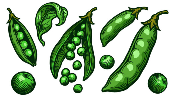 Green pea collection with open pods and fresh peas, vintage engraved illustration, vegetable vector set