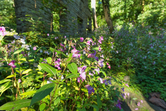 A vibrant, sunlit scene of pink and purple flowers covering a green forest floor, with a stone wall structure visible through the trees in the background - Ashworth Valley, Rochdale, UK