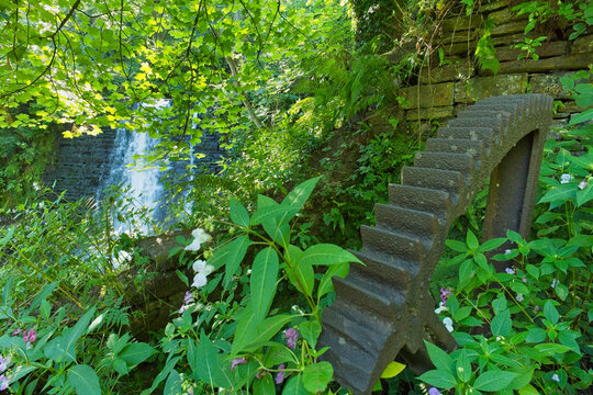 A vibrant green forest scene features a waterfall and an old mill component. Lush foliage frames the blurred waterfall on the left and a weathered wooden gear - Ashworth Valley, Rochdale, UK